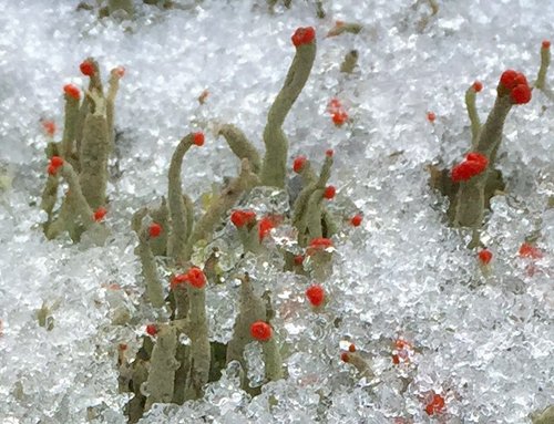 Ein schöner Anblick: Säulenflechte im Schnee. Foto: ©Astrid Bauriedel.