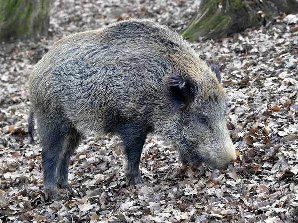 Die Untere Jagdbehörde des Märkischen Kreises weist auf längere Bearbeitungszeiten bei der Verlängerung von Jagdscheinen hin. Foto: Weinstock/Märkischer Kreis