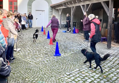 Um Geschicklichkeit und feine Sinne der Vierbeiner geht es bei der Vorführung der Hundeschule A-Ha! aus Halver. Foto: Ursula Erkens / Märkischer Kreis