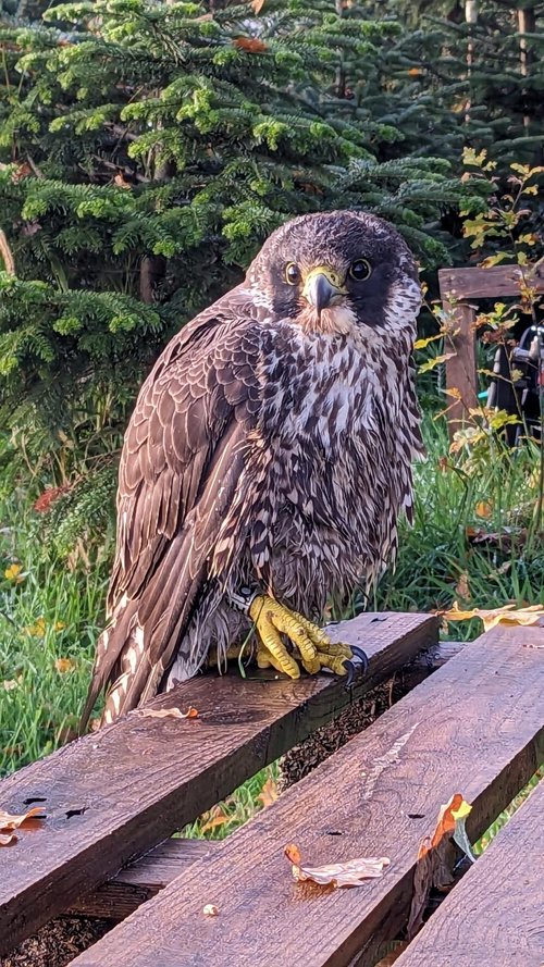 Lulani am Tag der Ankunft in der Greifvogelstation Wesel. Damals wog sie nur 600 Gramm, war verletzt und geschwächt. Foto: Peter Malzbender / Greifvogelstation Wesel