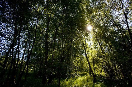 Bei der Naturparkwanderung am Sonntag, 14. April, werden mit einfachen Übungen die Sinne geschärft und die Gedanken beruhigt. Foto: Sauerland Tourismus