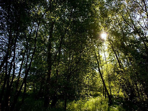 Bei der Naturparkwanderung am Sonntag, 14. April, werden mit einfachen Übungen die Sinne geschärft und die Gedanken beruhigt. Foto: Sauerland Tourismus