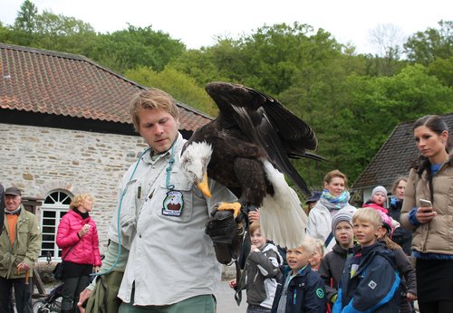 Die Greifvogelschau der Falknerei Pierre Schmidt startet beim Luisenhüttenfest um 14 und 16 Uhr. Foto: Michelle Wolzenburg/Märkischer Kreis