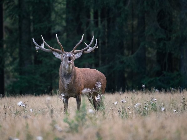 Der König des Waldes ruft - Abendspaziergang zur Rotwildbrunft mit Naturparkführer Guido Bloch am 12. und 14. September. Foto: Guido Bloch