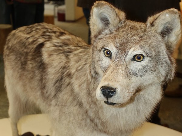 Die Rückkehr des Wolfes in den Märkischen Kreis, hier ein ausgestopftes Exemplar, hat für viel Aufmerksamkeit gesorgt, auch in den Medien. Nun ist ein Wolfsrudel nachgewiesen worden. Foto: Ursula Erkens / Märkischer Kreis