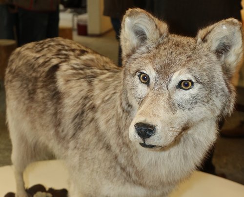 Die Rückkehr des Wolfes in den Märkischen Kreis, hier ein ausgestopftes Exemplar, hat für viel Aufmerksamkeit gesorgt, auch in den Medien. Nun ist ein Wolfsrudel nachgewiesen worden. Foto: Ursula Erkens / Märkischer Kreis