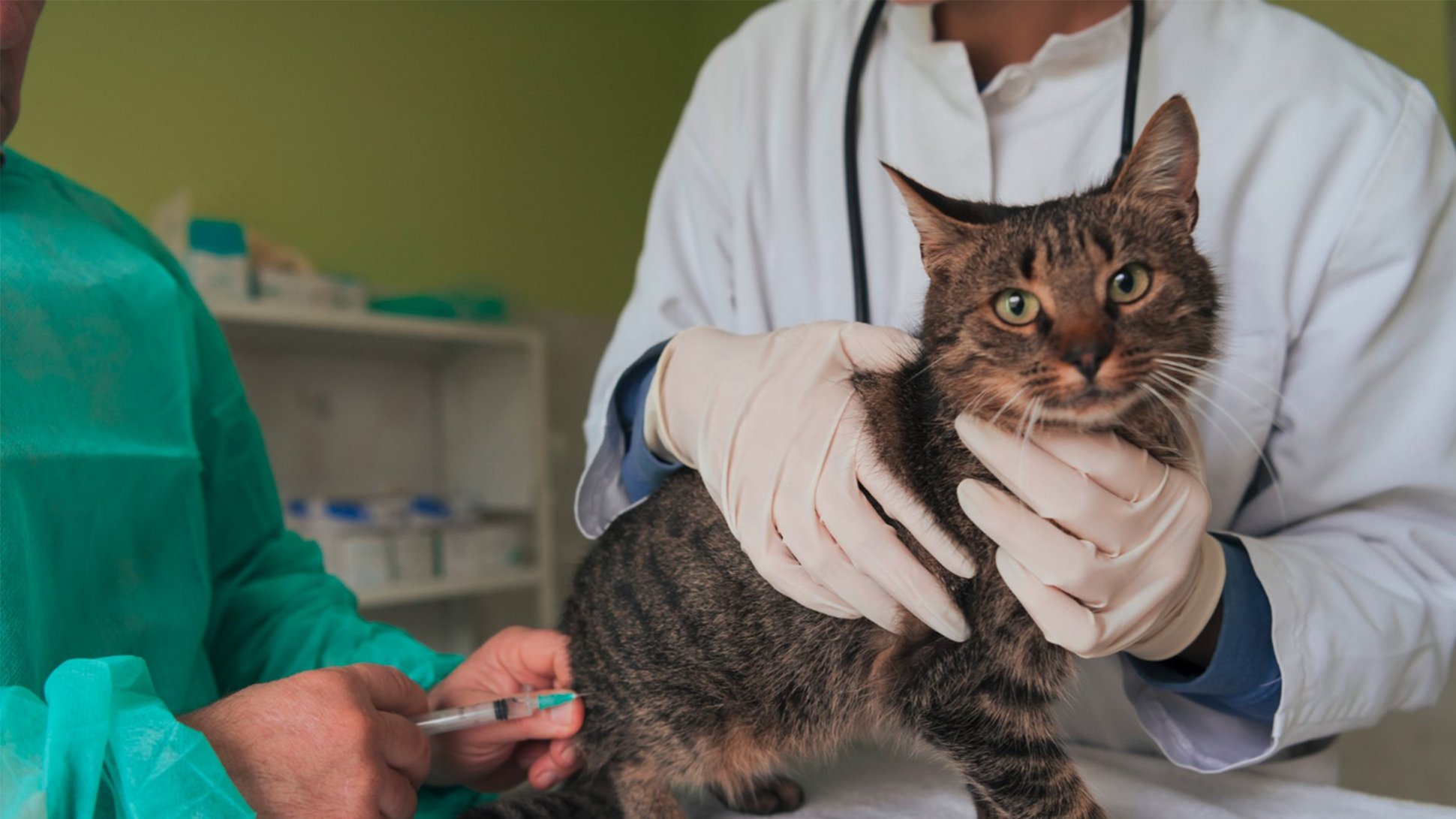 Katze beim Tierarzt