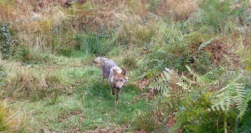 Der Wolf, hier ein Foto aufgenommen von einer Wildtierkamera, beschäftigt Menschen und Medien im Märkischen Kreis. Foto: Märkischer Kreis