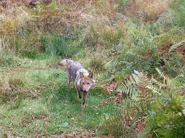 Der Wolf, hier ein Foto aufgenommen von einer Wildtierkamera, beschäftigt Menschen und Medien im Märkischen Kreis. Foto: Märkischer Kreis