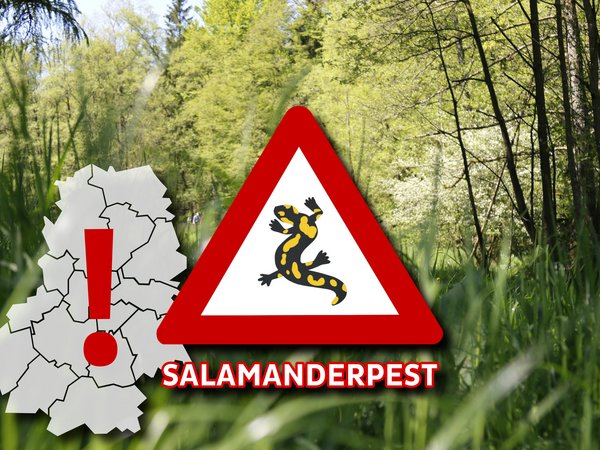 Erster bestätigter Fall der „Salamanderpest“ im Märkischen Kreis: Zur Jahreswende wurde ein eindeutig erkranktes Tier in Iserlohn-Letmathe gefunden. Die Ruhruniversität Bochum hat den Befall des Tieres mit dem Chytridpilz bestätigt. Grafik: Hannah Heyn / Märkischer Kreis