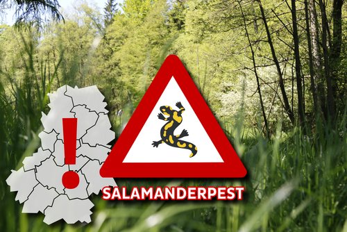 Erster bestätigter Fall der „Salamanderpest“ im Märkischen Kreis: Zur Jahreswende wurde ein eindeutig erkranktes Tier in Iserlohn-Letmathe gefunden. Die Ruhruniversität Bochum hat den Befall des Tieres mit dem Chytridpilz bestätigt. Grafik: Hannah Heyn / Märkischer Kreis