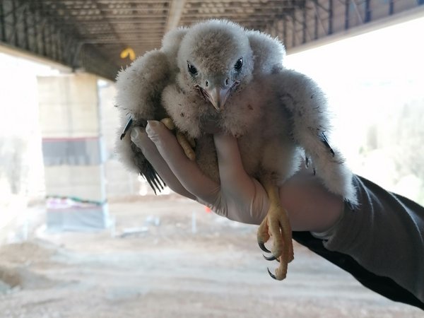 Wanderfalken-Weibchen Lulani als Küken: Vor der Sprengung der Talbrücke Rahmede wurde sie zu einem anderen Brutplatz weit entfernt vom Märkischen Kreis transportiert. Foto: Caroline Bendrien / Märkischer Kreis 