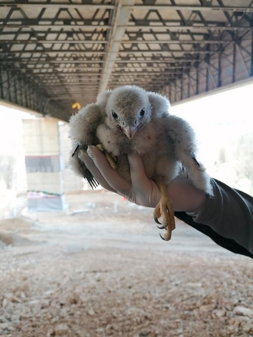 Wanderfalken-Weibchen Lulani als Küken: Vor der Sprengung der Talbrücke Rahmede wurde sie zu einem anderen Brutplatz weit entfernt vom Märkischen Kreis transportiert. Foto: Caroline Bendrien / Märkischer Kreis 