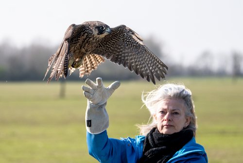 Lulanis Start ist ein Gänsehautmoment für alle Tierfreunde vor Ort. Foto: Peter Malzbender / Greifvogelstation Wesel