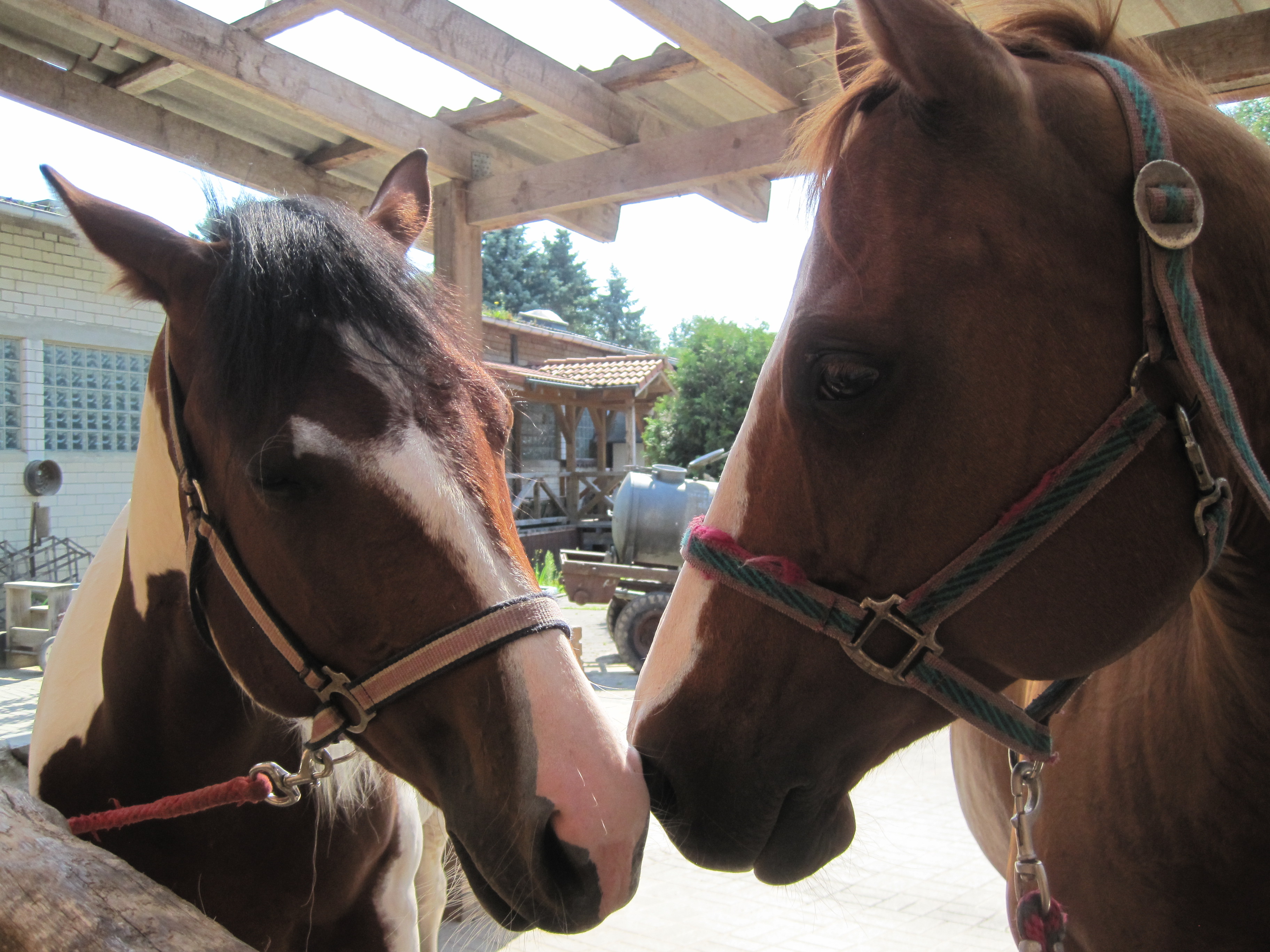 Für das Sommerferienprogramm Ranch Reiten sollte man sich schnell anmelden, Foto: Martina Eisenblätter/Märkischer Kreis