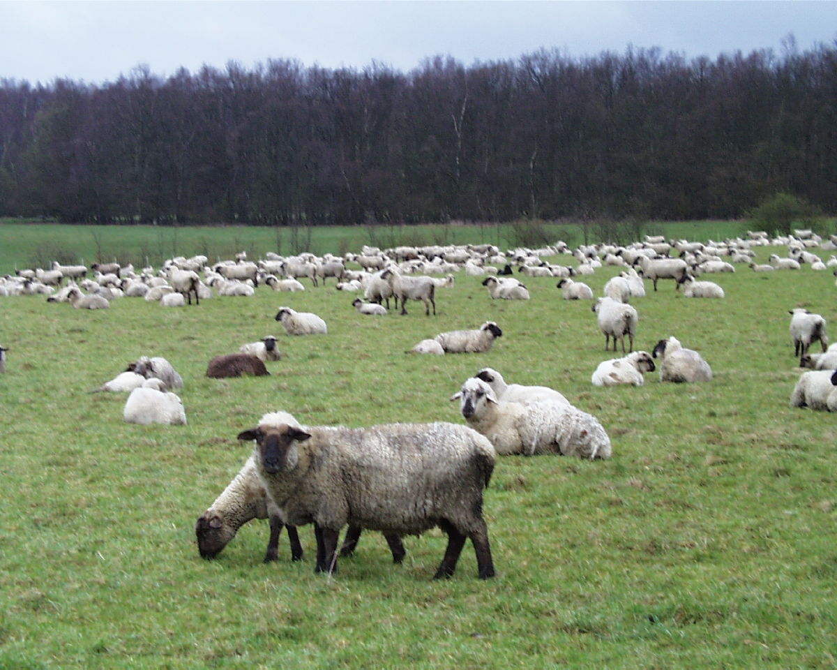 Die Blauzungenkrankheit befällt unter anderem auch Schafe. Archiv-Foto: Hendrik Klein / Märkischer Kreis