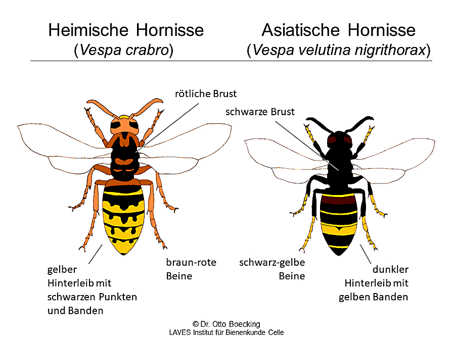 Grafik: Dr. Otto Boecking, Niedersächsisches Landesamt für Verbraucherschutz und Lebensmittelsicherheit